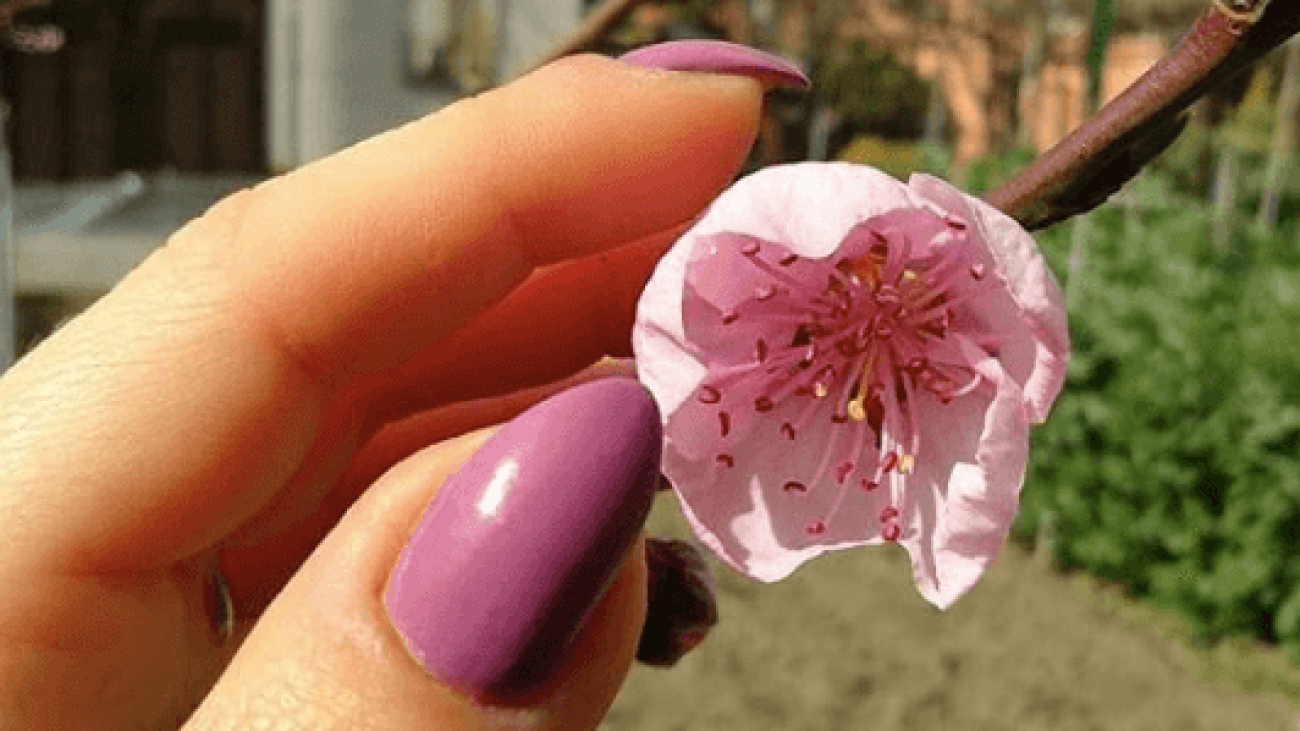 Spring Nail Trends