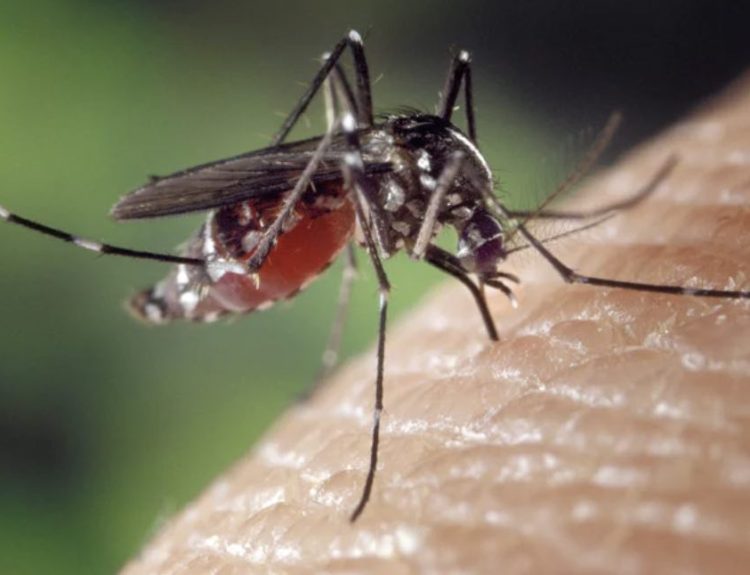 Learn more about these tiny creatures and their importance in our ecosystem. From their amazing abilities to their impact on human health, get ready to uncover the secrets of mosquitoes!