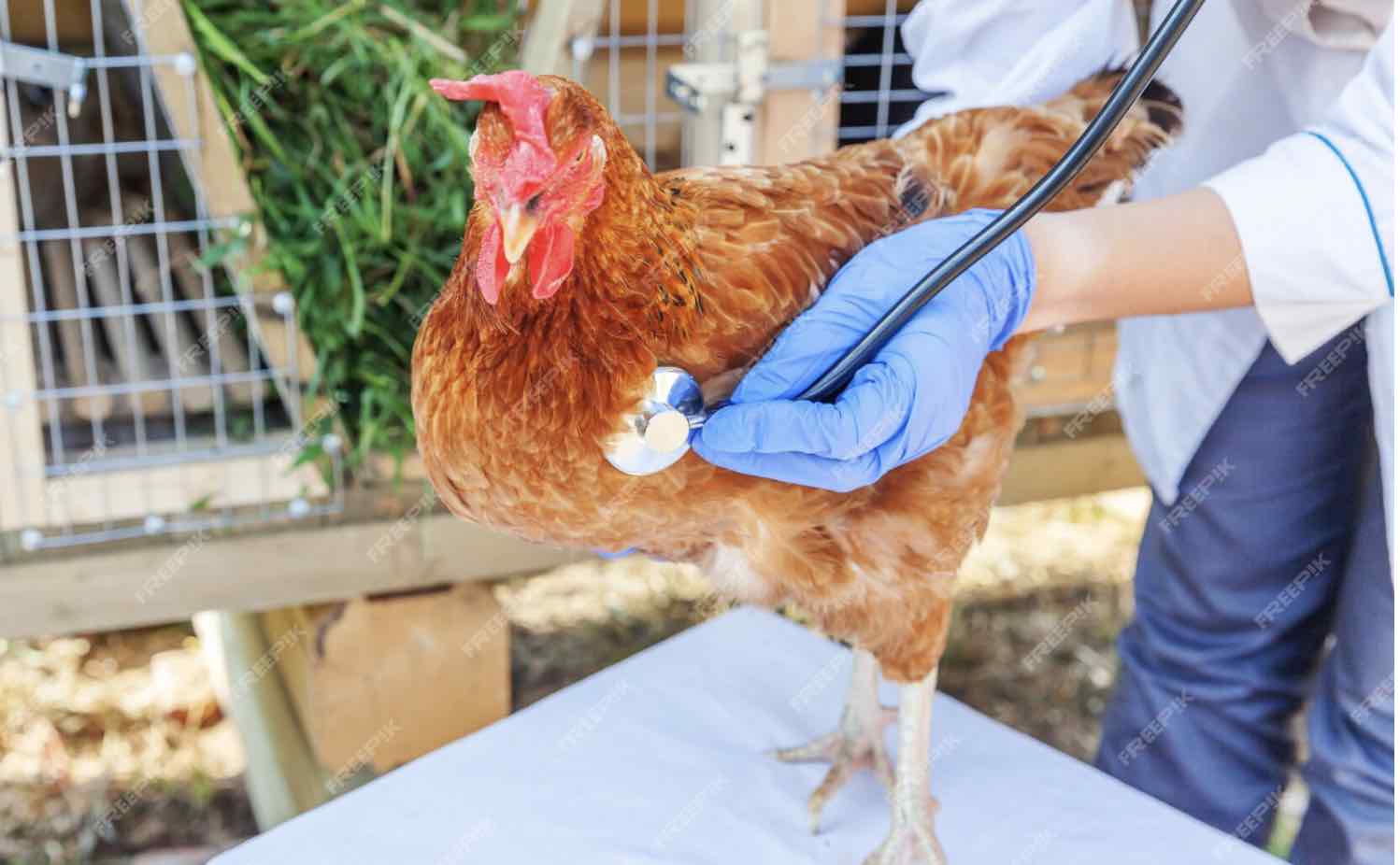 First Human Hospitalization for H5N1 Bird Flu in Wyoming Sparks Concern as Outbreaks Spread Across U.S.