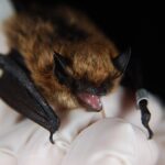 New Bat Coronavirus Raises Concerns Among Scientists