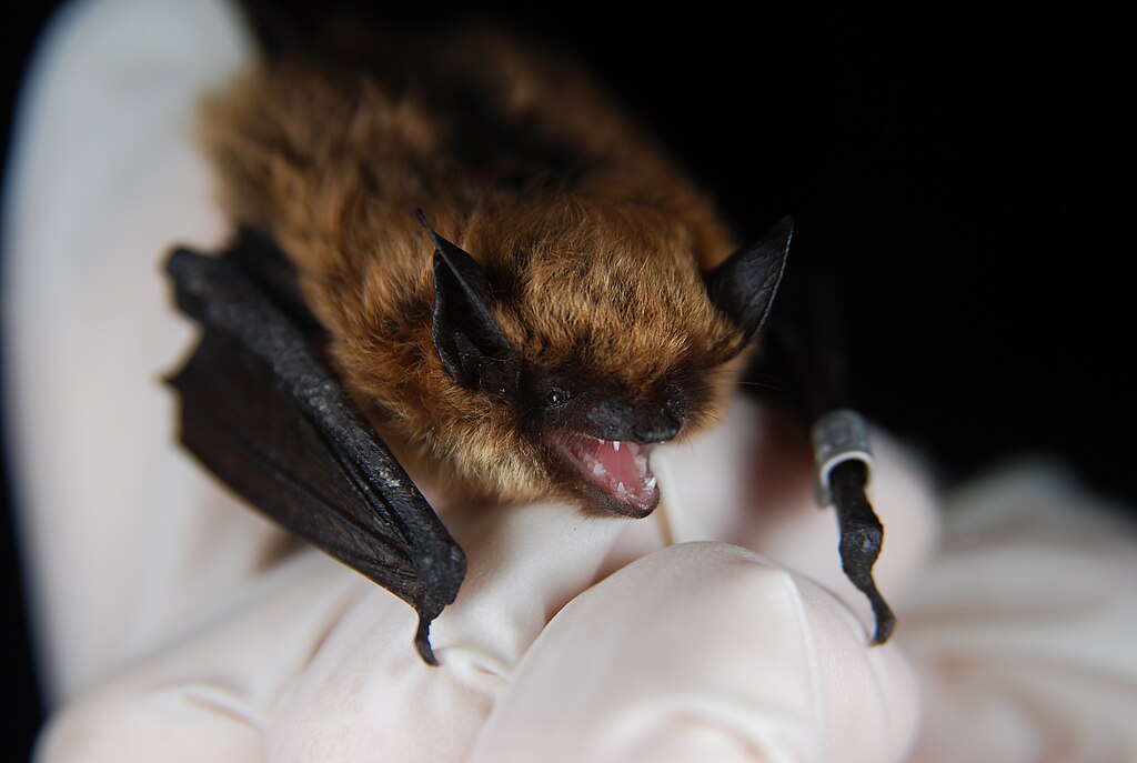 New Bat Coronavirus Raises Concerns Among Scientists