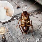 cockroach milk has 4X more protein than cow’s milk