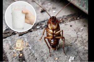 cockroach milk has 4X more protein than cow’s milk